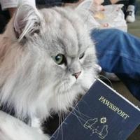 Котик с паспортом
